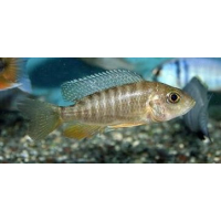 Aulonocara Jacobfreibergi